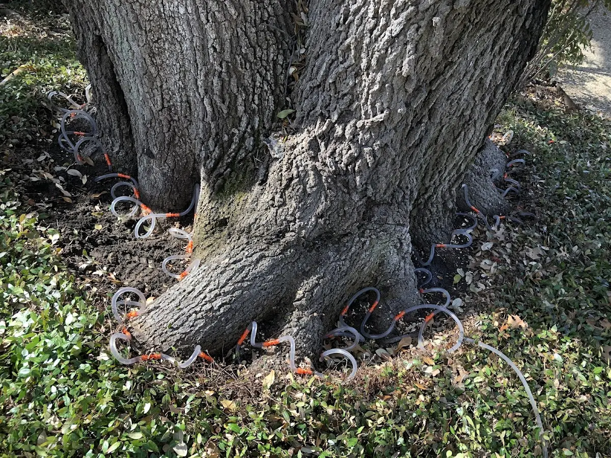 Detailed Tree Cabling and Bracing job site in Gainesboro