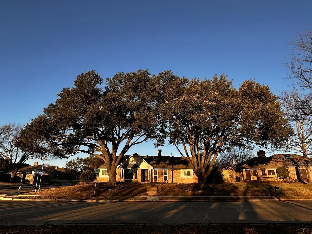 Established residential canopy tree shading a home in Gainesboro
